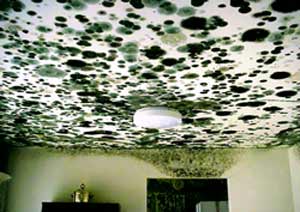 Salem OR home inspection, Oregon,Marion county inspections,Polk,Yahmill,inspector,infrared,willamette valley,mold,radon,pest and dry rot